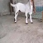 عرض بييع تيس داغور ومشروع فحل