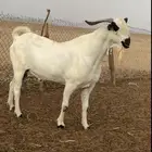 تيس بيشي