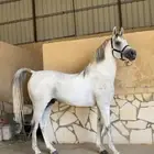 حصان واهو مسجل