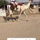 رحول قعده