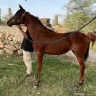 مهره