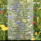 عروض اليوم الوطني