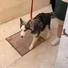 كلب هاسكي مطعم ثلاث تطعمت و عمره صغير و لعوب و معاه جواز