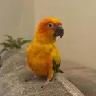 ببغاء صن كنيور