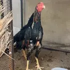 شامو ياباني