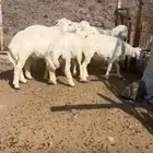 طليان للبيع