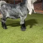 مشروع فحل عارضي صنف نادر خصم