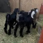 النوع تيوس الشحم فل