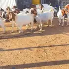 بورقت ماعز بورقت بيور
