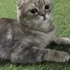 قطة لقيتها مفقوده بالمشعليه
