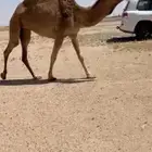 للبيع البكره