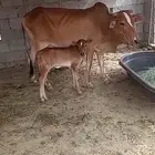 بقره بلدي جماع تم البيع
