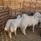 ذبائح طليان حري