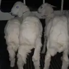 بهم ذبايح ثلاجه شحم ولحم وذبايح كشتات