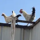 ديوك ودجاج متنوع