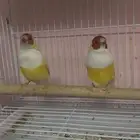 جوز قولدن فينش