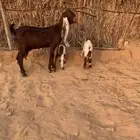 عنز هولنديه معها تيسين