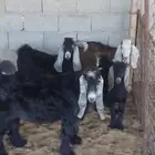 تيوس
