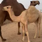 حاشي سمين على حليب امه