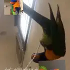 طير لوري مفقود