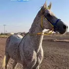فهد فالكون الحساء للبيع