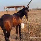 السبوق