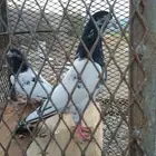 زوج تيدي منتج