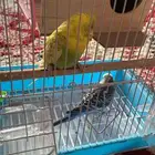 طيور الحب للبيع