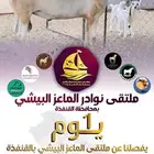 تيوس وجفار وفحول بيشيه