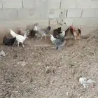 دجاج فيومي وبلدي عشر حبات للبيع العمر سنه واربع شهور بياض