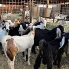 تيوس وجفار