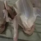 موجود بط بكيني طيب حي ومزبوح على الطلب وحمام فروخ فرنسي ودجا