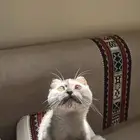 قط انثى للبيع