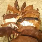 للبيع جفران العدد 30