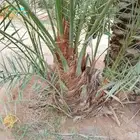 يوجد لدينا جميع انواع الفروخ