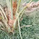 فروخ طيبه