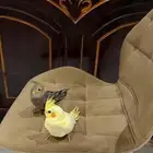 كروان أليف للبيع