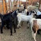تيوس