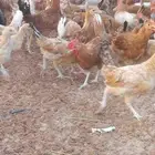 دجاج بلدي العمر شهرين ونص للبيع العدد 1200حبه على سوم