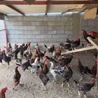 دجاج بلدي للبيع