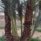 متلبن وروثان  وذكران و حمري   ودي   يوجد حوالي 60 وديه
