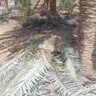 جريد نخل اخضر وناشف للبيع التواصل على