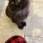 قط صغير للتبني مستعجل مره