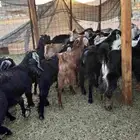 تيوس وجفار