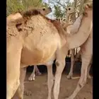 قعدان صومالي سمان للبيع مواصفات عالية وسعر مناسب