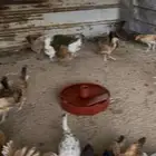 سلام عليكم ورحمه الله و بركاته فيه جمد بلدي كفو صحه شرط ال