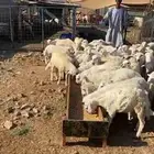 عرض بهم حري العمار من 3اشهر الى 4اشهر السعر 700جمله العنوان