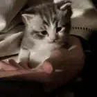 قطط للبيع