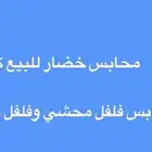 محابس فلفل محشي وطويل للبيع كاش