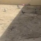 حمام